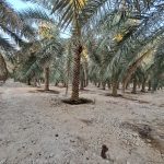 للبيع مزرعة