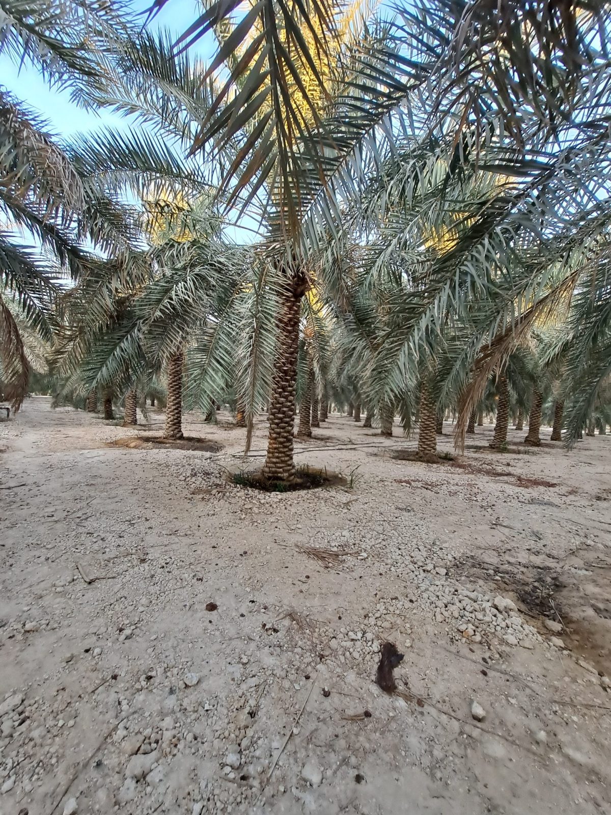 للبيع مزرعة