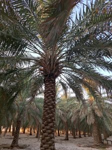 مزرعة للبيع في الشقيق
