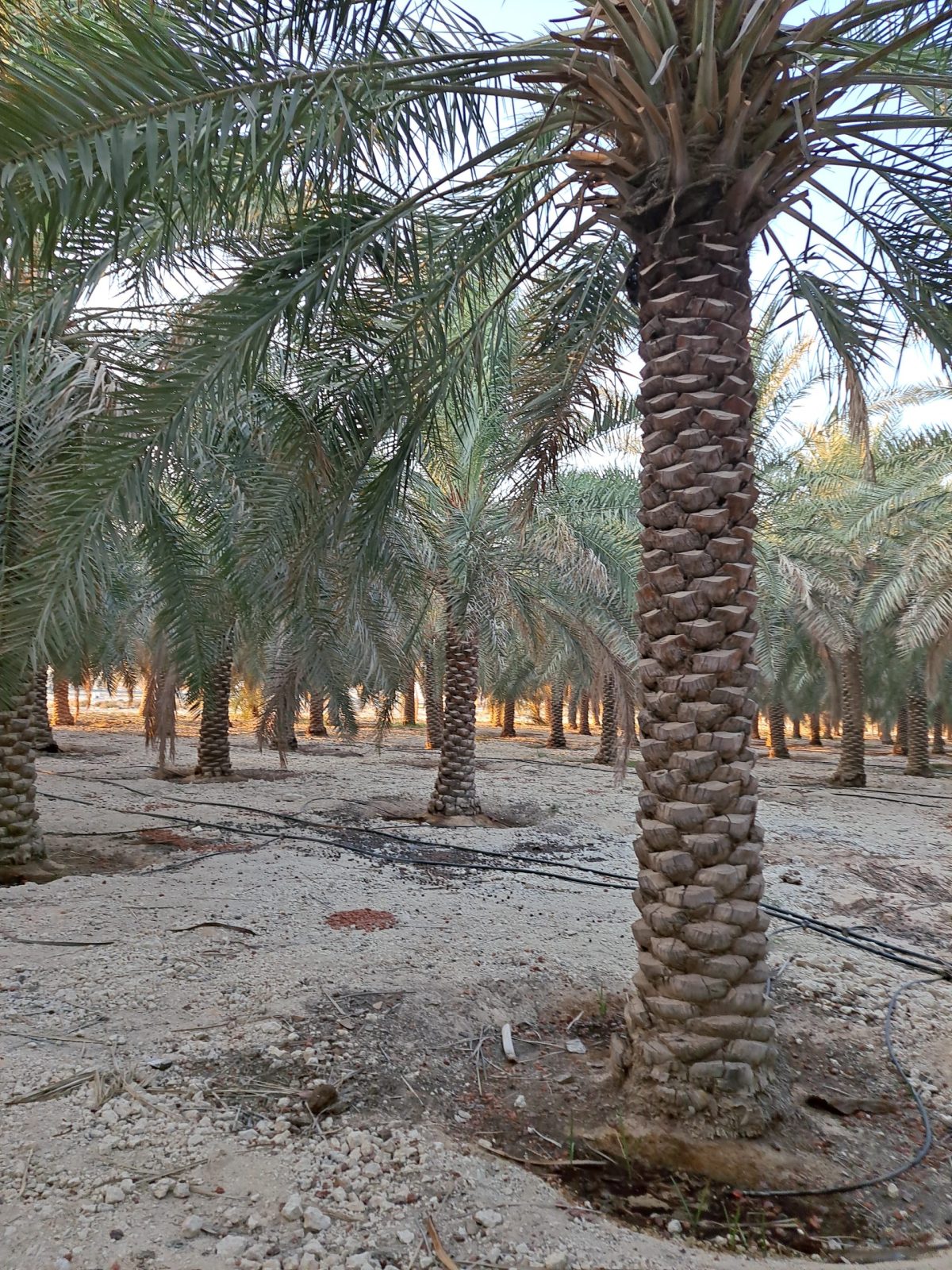 أفضل مناطق شراء المزارع في الأحساء