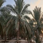 مزرعة للبيع في الاحساء الوزية