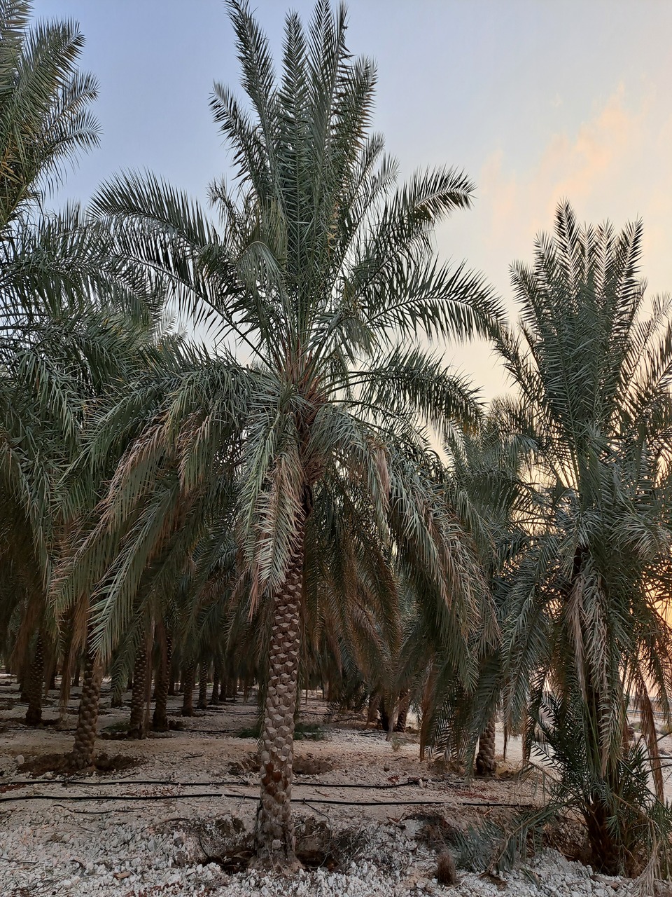 مزرعة للبيع في الاحساء الوزية