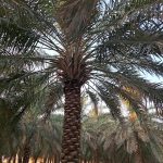 مزرعة للبيع في الاحساء الشقيق