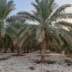 مزرعة للبيع في الأحساء المبرز بمساحة 10,207 متر – فرصة استثمارية