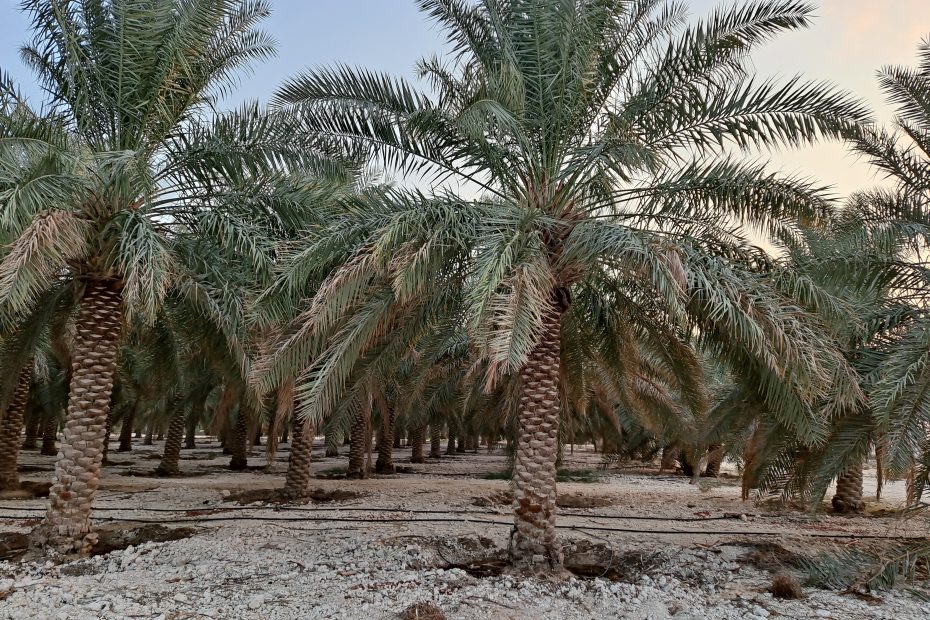 مزرعة للبيع في الأحساء المبرز بمساحة 10,207 متر – فرصة استثمارية