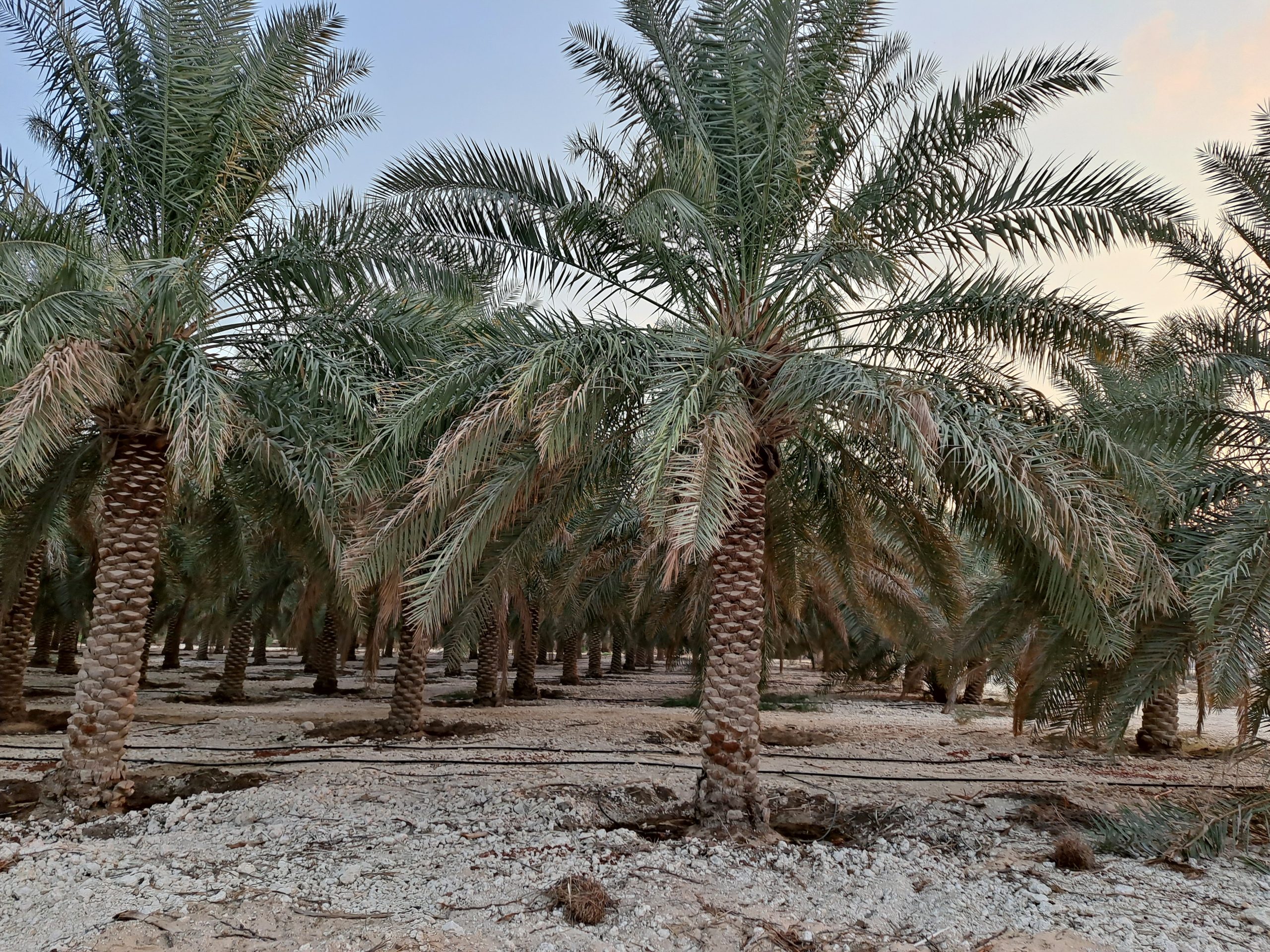 مزرعة للبيع في الأحساء المبرز بمساحة 10,207 متر – فرصة استثمارية