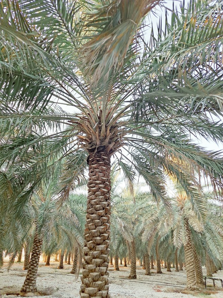 أسعار المزارع في الأحساء