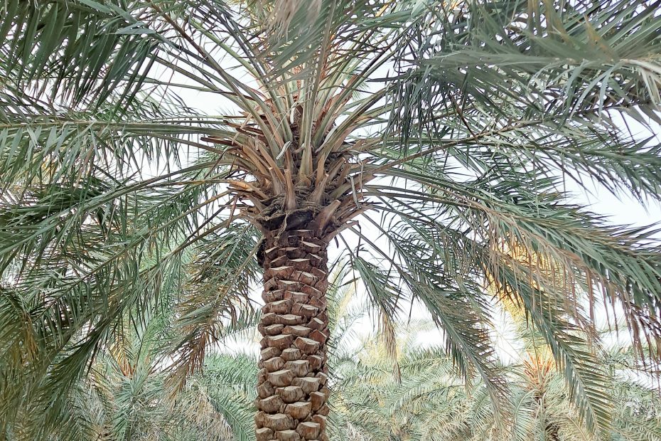 أسعار المزارع في الأحساء