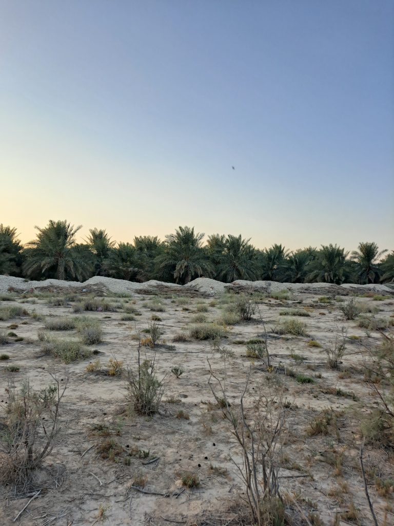 مزارع الوزية للبيع في الأحساء