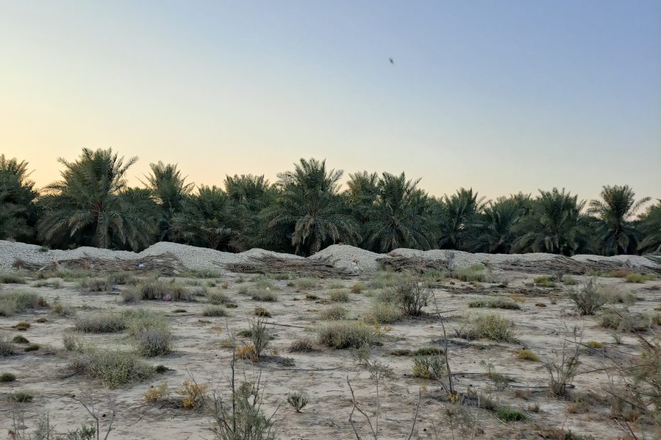 مزارع الوزية للبيع في الأحساء