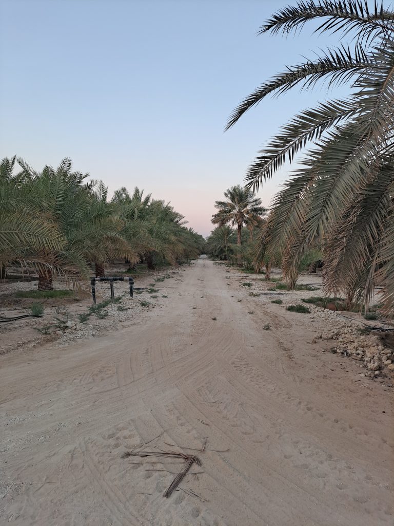 مزارع المبرز للبيع في الأحساء