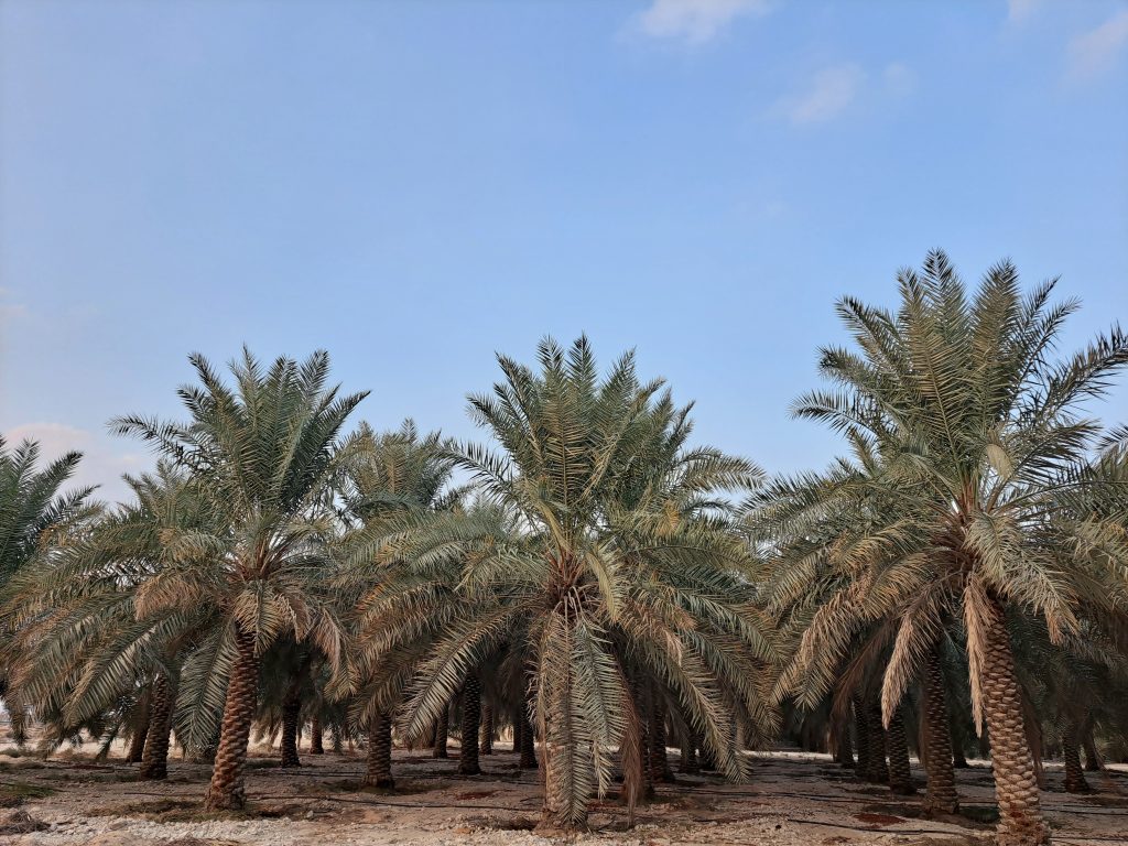 أفضل مزارع للبيع في الأحساء 2026