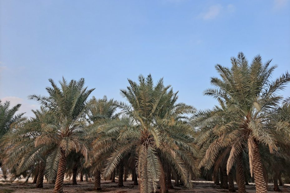 مزارع للبيع في الأحساء