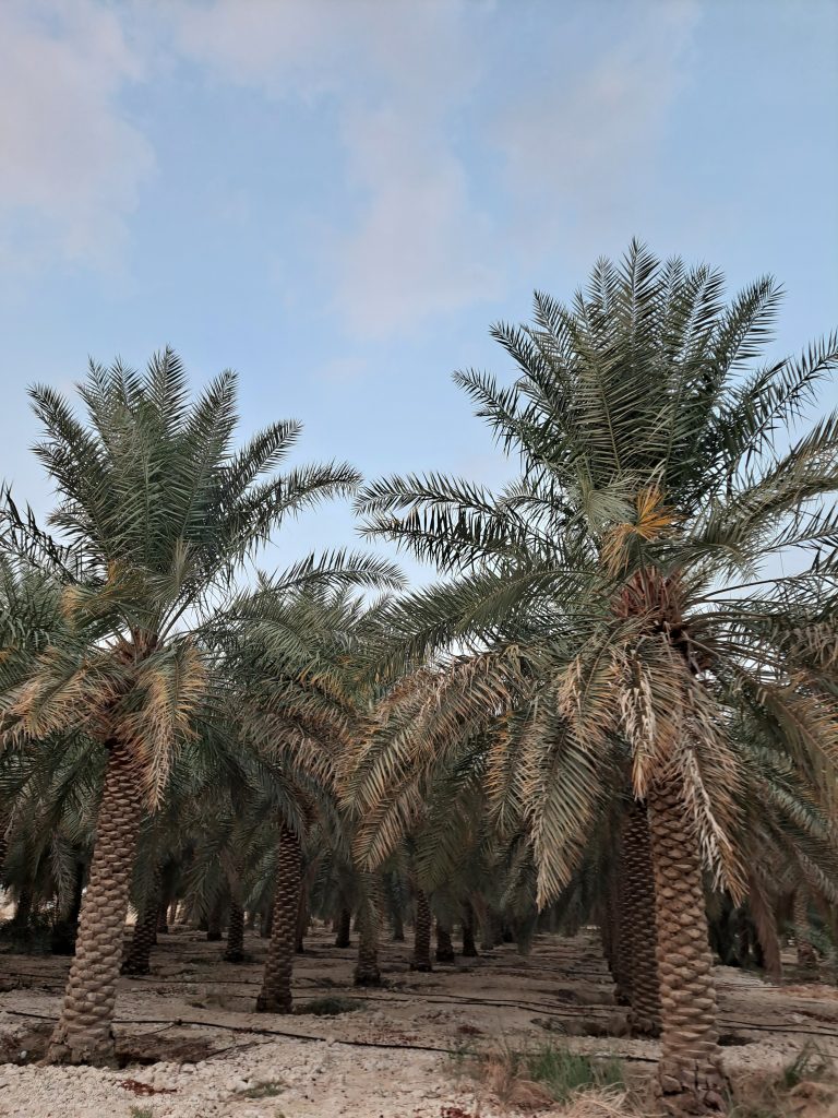 مزارع المطيرفي للبيع في الأحساء