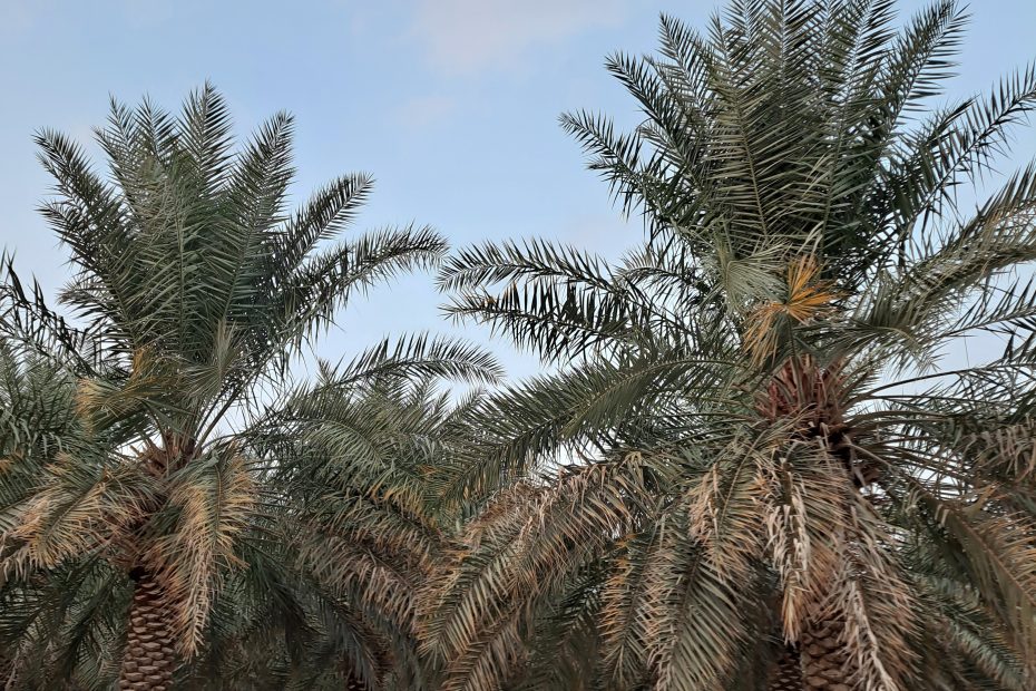 مزارع المطيرفي للبيع في الأحساء