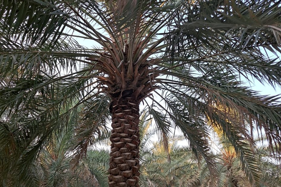 شروط-شراء-مزرعة-في-الأحساء