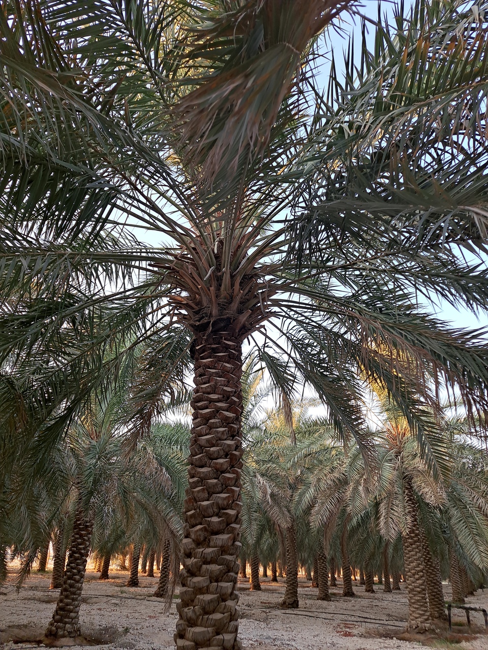 شروط-شراء-مزرعة-في-الأحساء