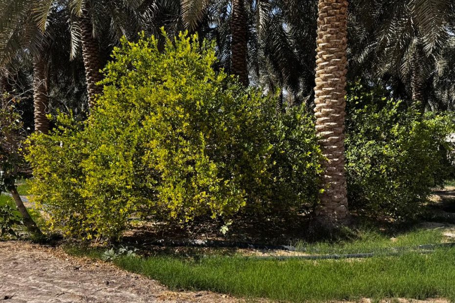 مزارع الحليلة للبيع في الأحساء