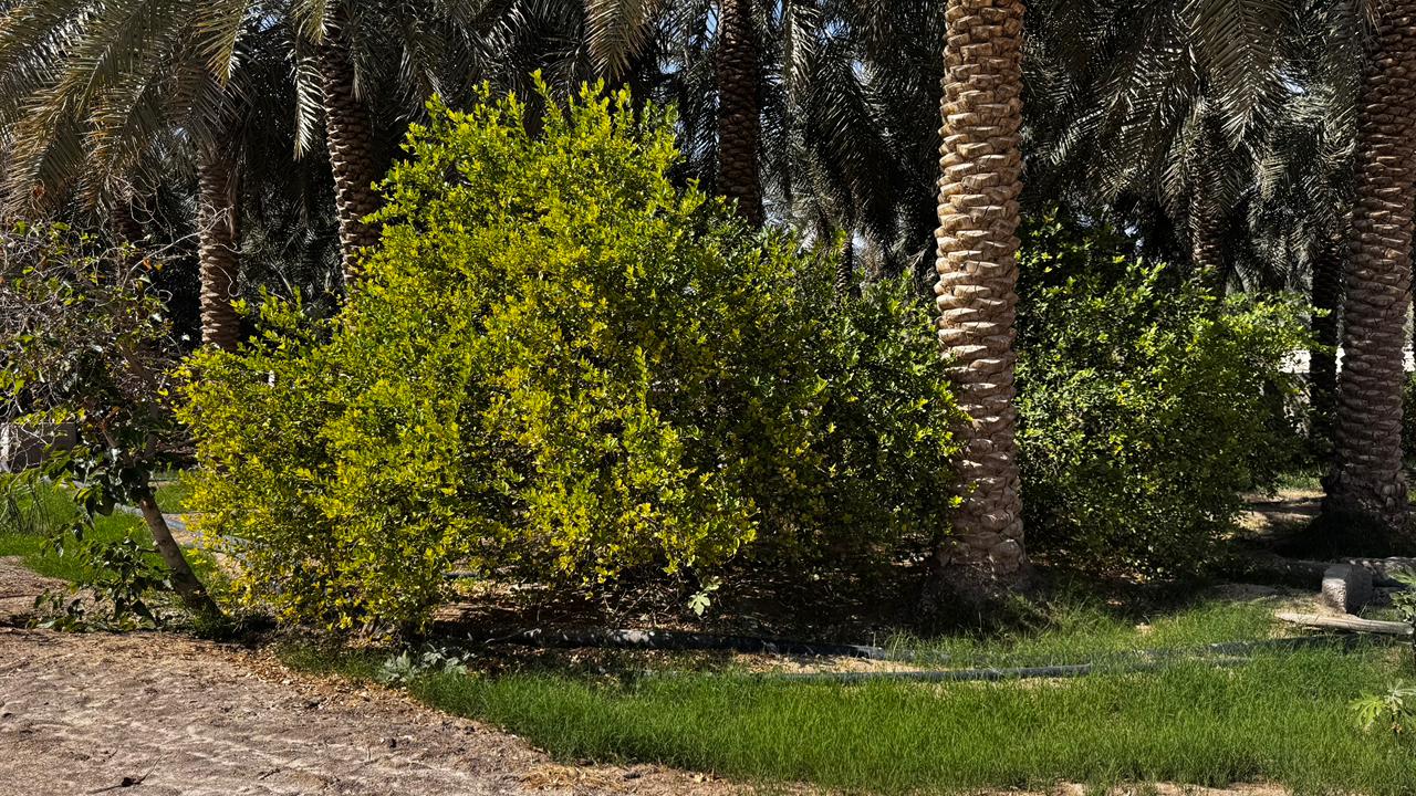 مزارع الحليلة للبيع في الأحساء